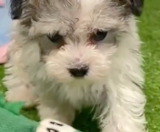 Havachon Puppies For Sale Florida Fur Babies